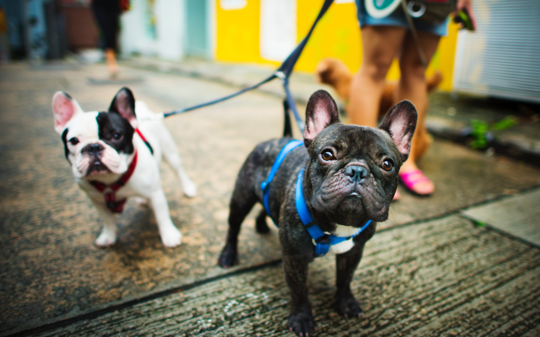 French Bulldog Walking Chislehurst